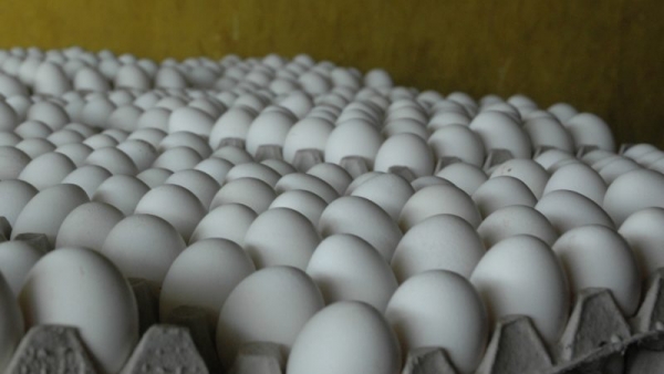 Inespre venderá huevos a RD$3.00 pesos