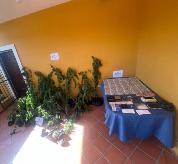 La DNCD Decomisan 106 matas de Marihuana en La Vega